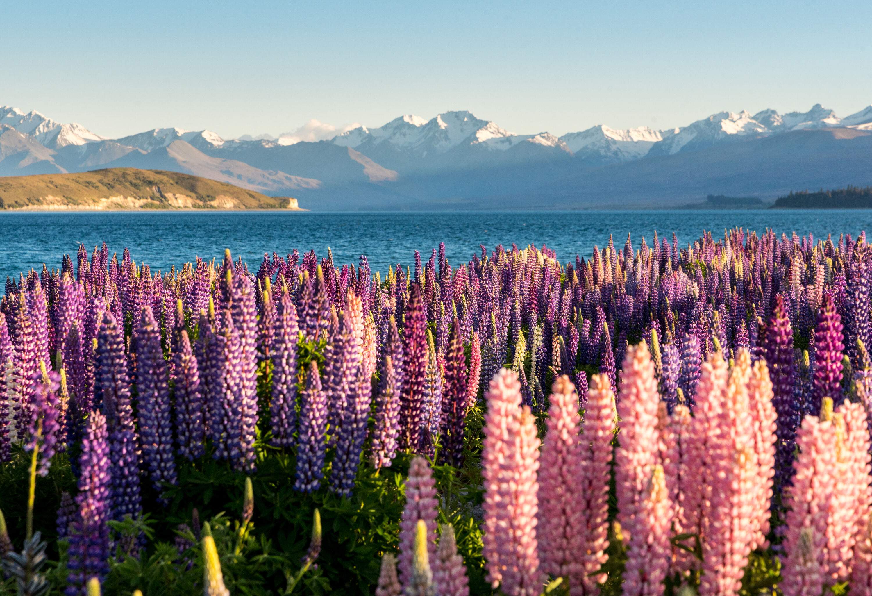 A field of lupin flowers in shades of purple and pink along the shore of a lake.