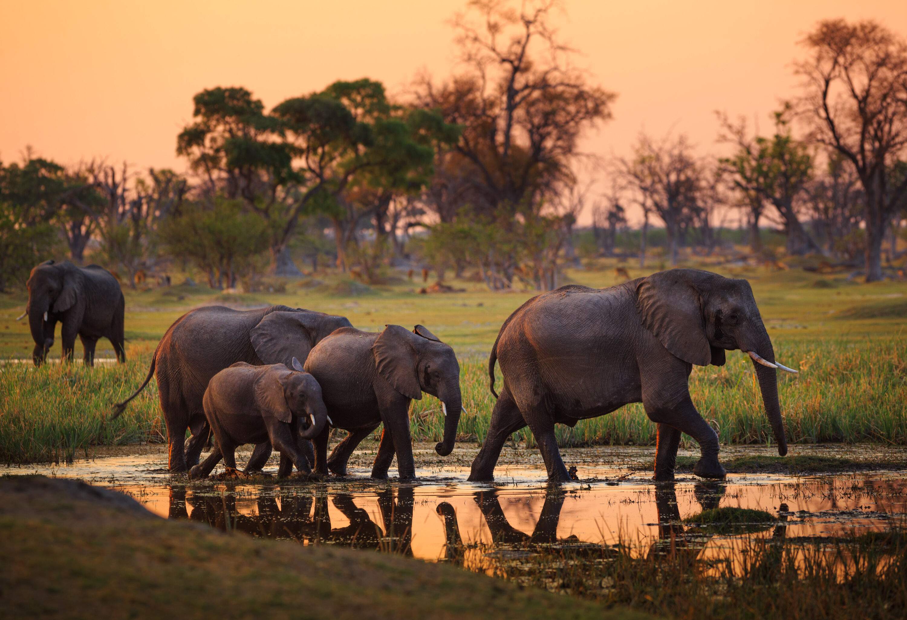A family of elephants gracefully strolls on a wet landscape adorned with lush grass while majestic trees line the distant horizon.
