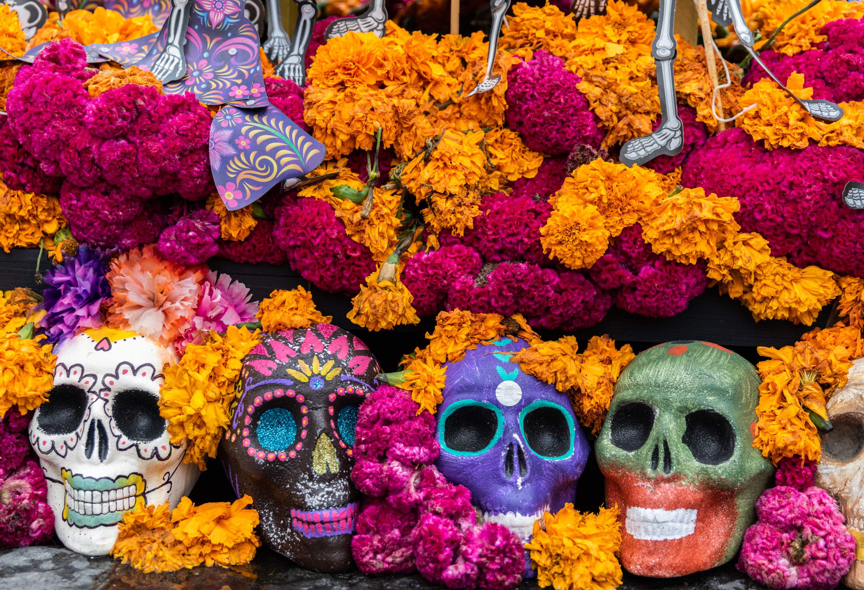 Painted skulls decorated with pink and orange marigold flowerheads in celebration of the Day of the Dead.