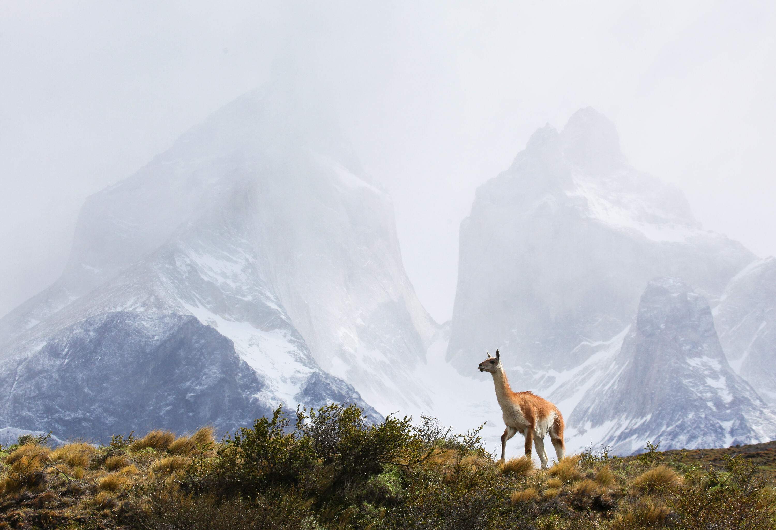 A guanaco stands proudly on a ridgeline as a snow-dusted mountain range shrouded in mist creates a breathtaking and otherworldly backdrop.