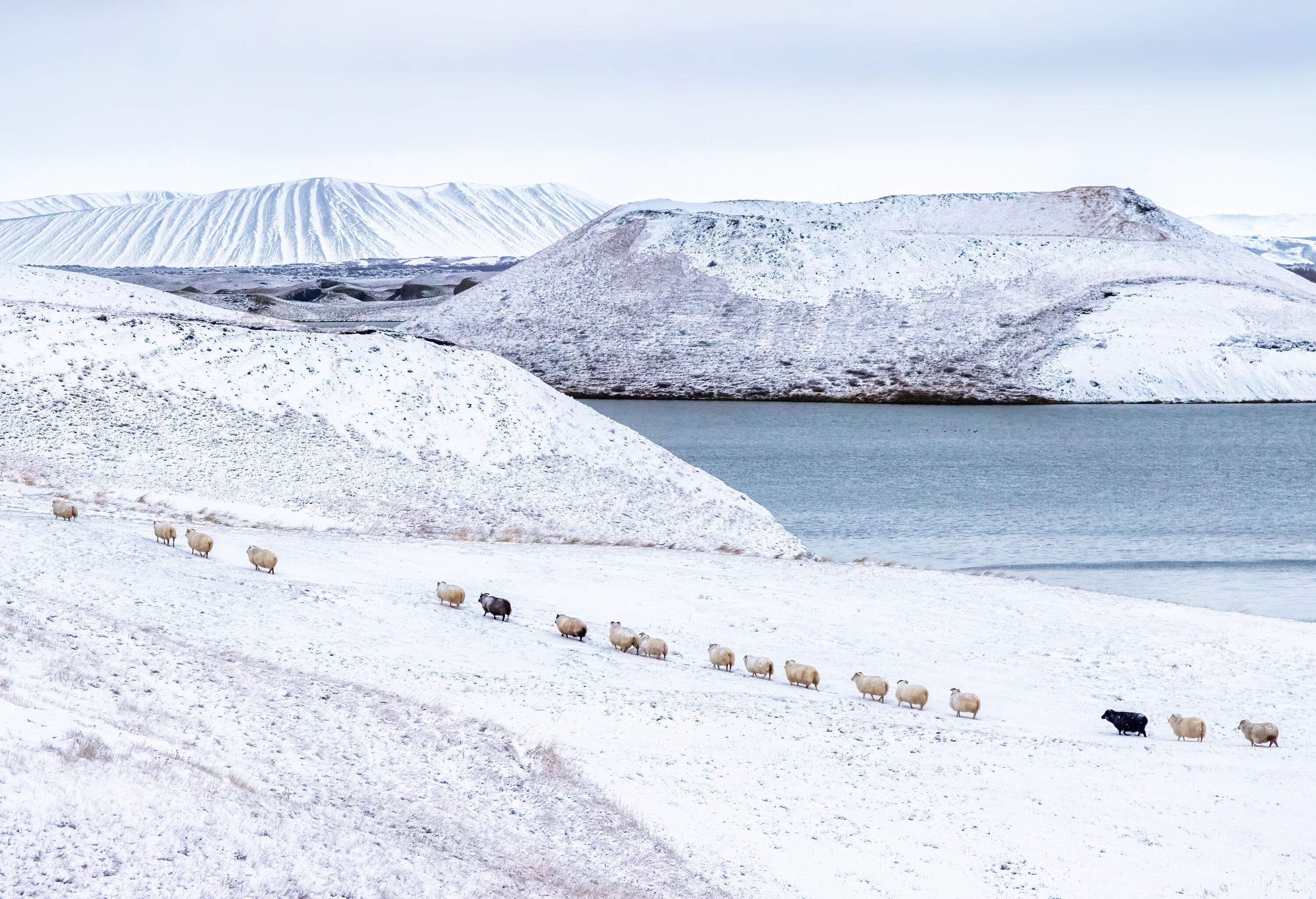 A herd of sheep walks through a snowfield next to a frozen lake.