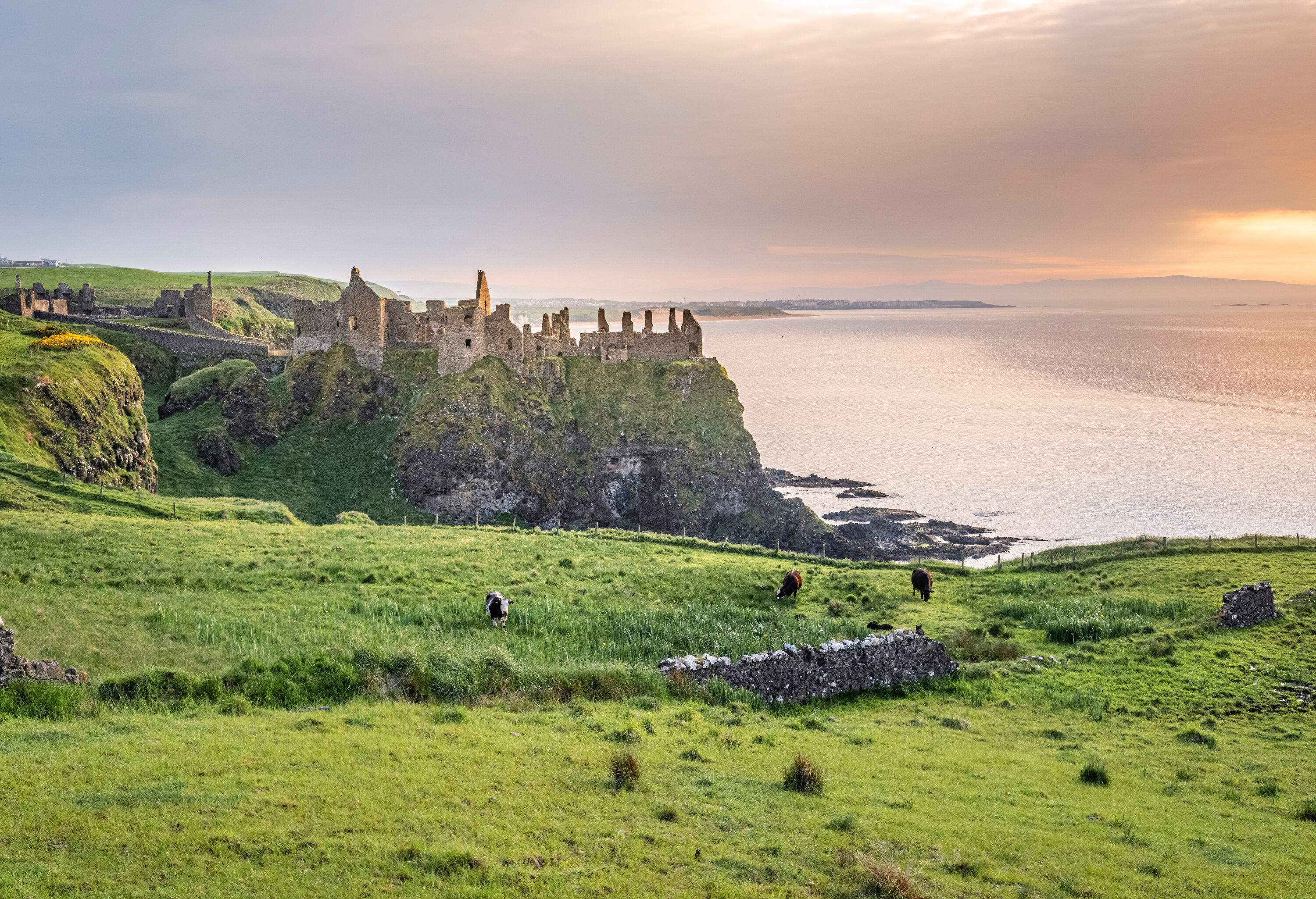 Three cattle grazed on a verdant clifftop along the remnants of a stone fence against the ruins of a stone structure and the distant seascape.