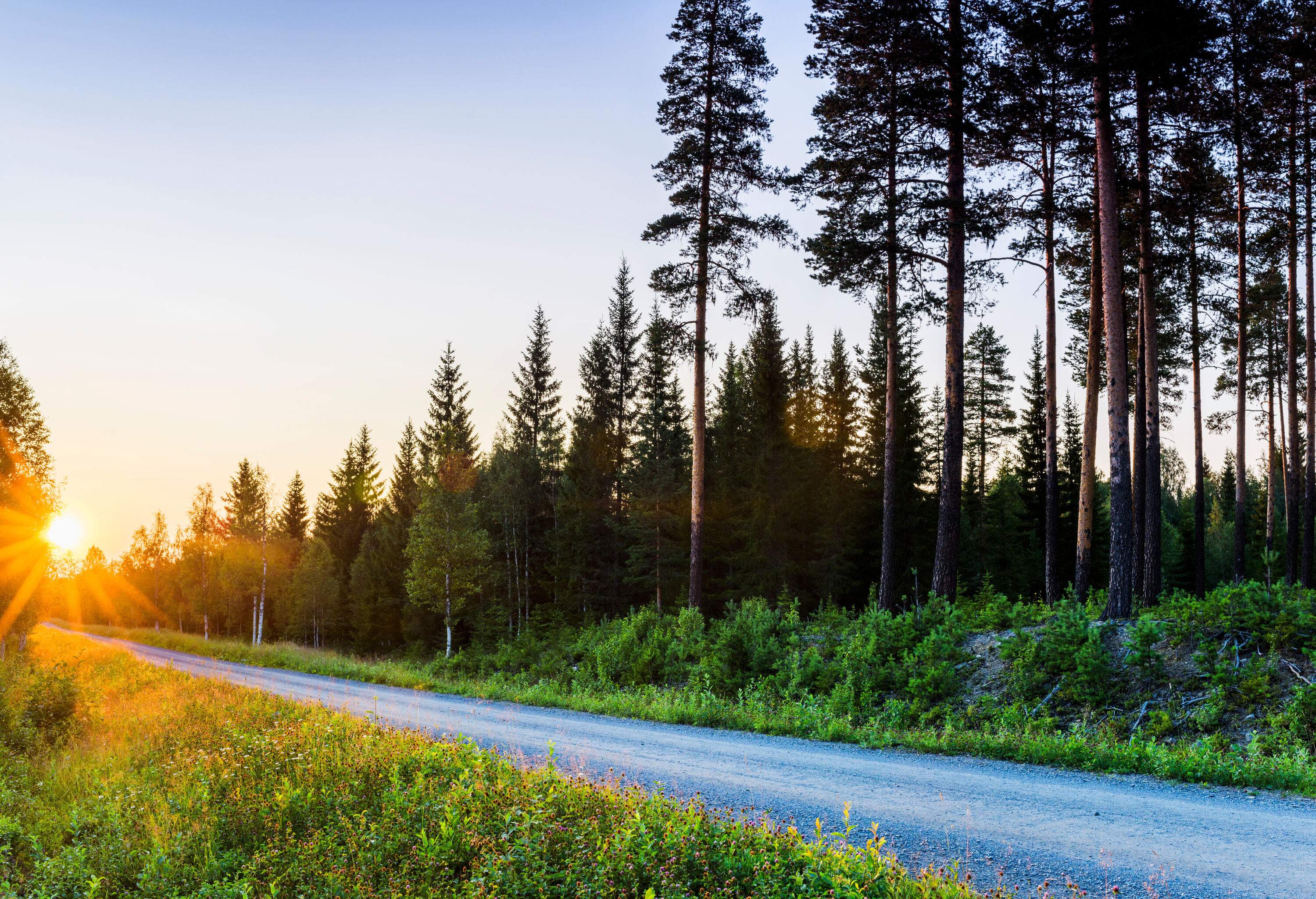 A gravel path across a forest with the sun peeking through the trees.