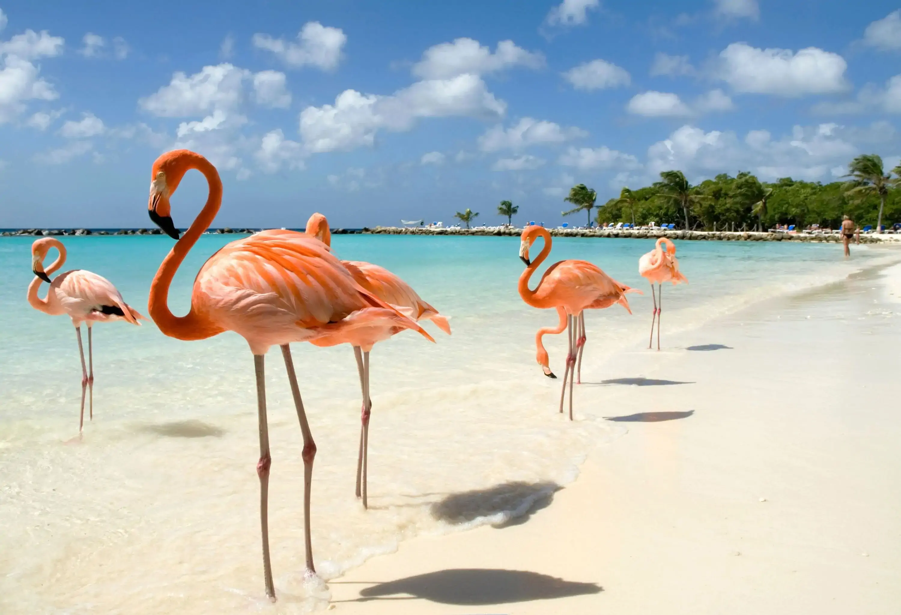 A flock of white and pink feathered flamingos standing on a white beach.