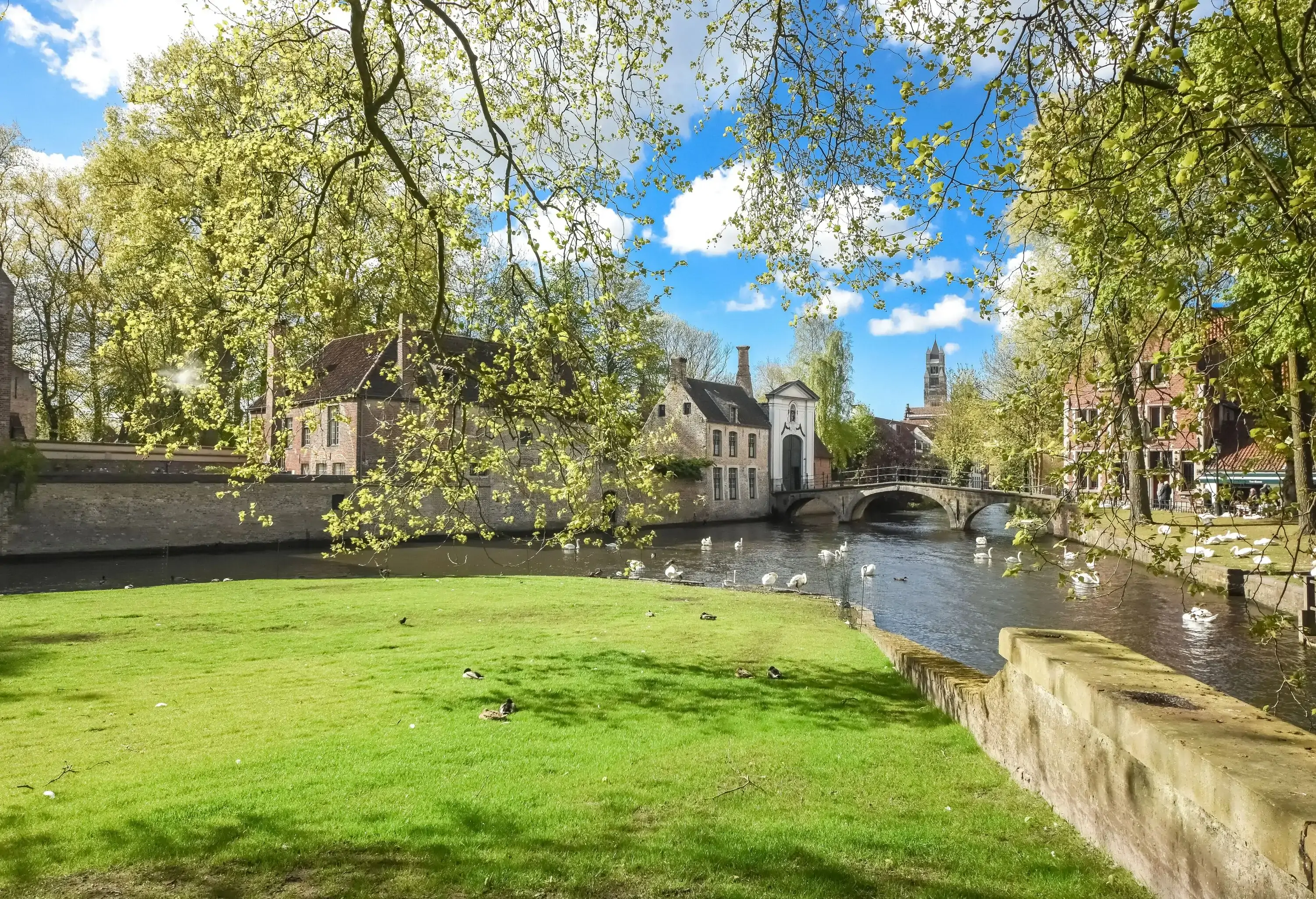 A lake with an arch bridge surrounded by old houses and swarmed with white swans.