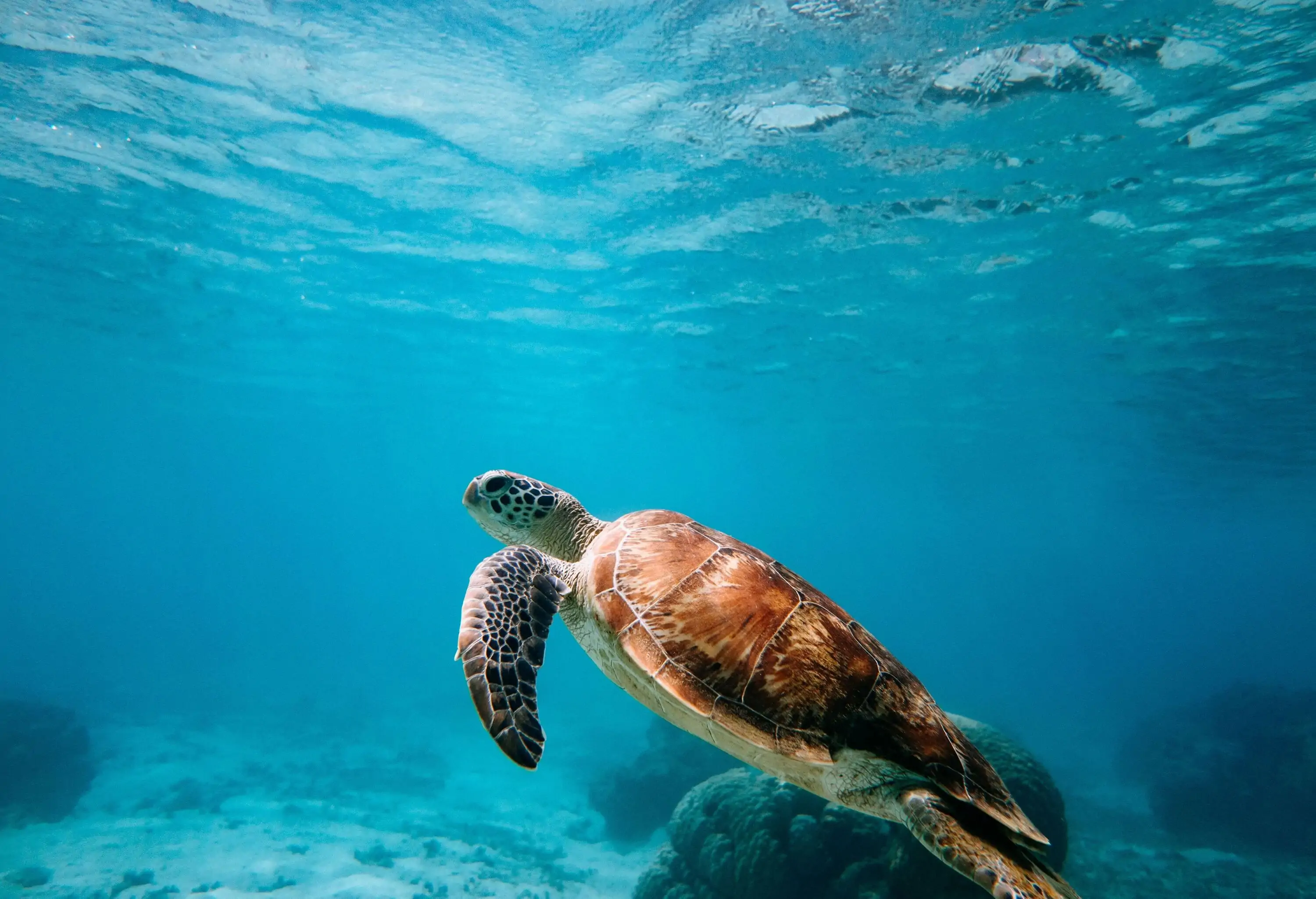 A sea turtle swims in the dazzling crystal-clear seawater.